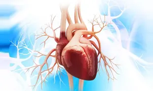 Cardiologist - Heart Specialist