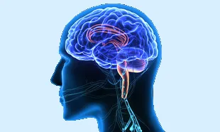 Neuro Surgeon
