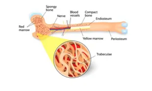 Bone Marrow Transplant Specialist